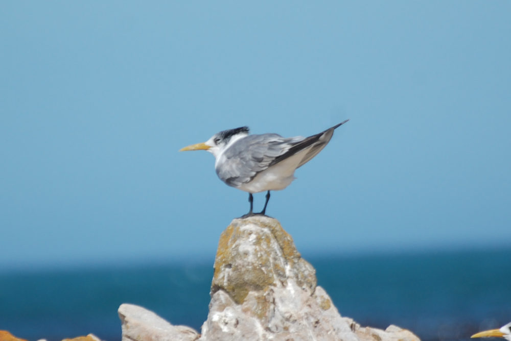 dal Sud Africa: Sterna di Bergius (Thalasseus bergii)